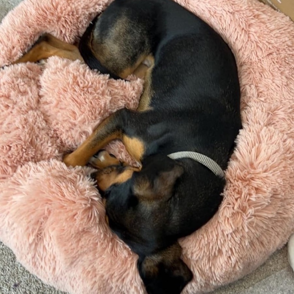 Donut Plush Pet Dog Cat Bed Fluffy Soft Warm Calming Bed Sleeping Kennel